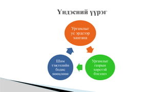 Үндэсний үүрэг
Ургамлыг
ус эрдсээр
хангана
Ургамлыг
газрын
хөрстэй
бэхэлнэ
Шим
тэжээлийн
бодис
нөөцлөнө
 