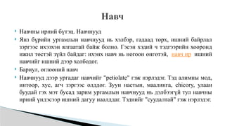  Навчны ирний бүтэц. Навчнууд
 Янз бүрийн ургамлын навчнууд нь хэлбэр, гадаад төрх, ишний байрлал
зэргээс ихээхэн ялгаатай байж болно. Гэсэн хэдий ч тэдгээрийн хооронд
ижил төстэй зүйл байдаг: ихэнх навч нь ногоон өнгөтэй, навч ир ишний
навчийг ишний дээр холбодог.
 Бариул, өглөөний навч
 Навчнууд дээр ургадаг навчийг "petiolate" гэж нэрлэдэг. Тэд алимны мод,
интоор, хус, агч зэргээс олддог. Зуун настын, маалинга, chicory, улаан
буудай гэх мэт бусад зарим ургамлын навчнууд нь дэлбээгүй тул навчны
ирний үндэсээр ишний дагуу наалддаг. Тэднийг "суудалтай" гэж нэрлэдэг.
Навч
 