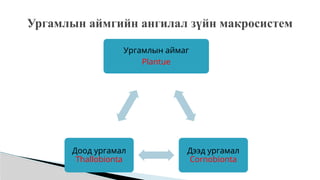Ургамлын аймаг
Plantue
Дээд ургамал
Cornobionta
Доод ургамал
Thallobionta
Ургамлын аймгийн ангилал зүйн макросистем
 
