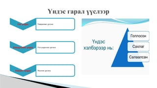 Гол үндэс •Хөврөлөөс ургана
Хажуугийн үндэс •Гол үндэснээс ургана
Нэмэлт үндэс •Ишнээс ургана
Үндэс гарал үүслээр
 