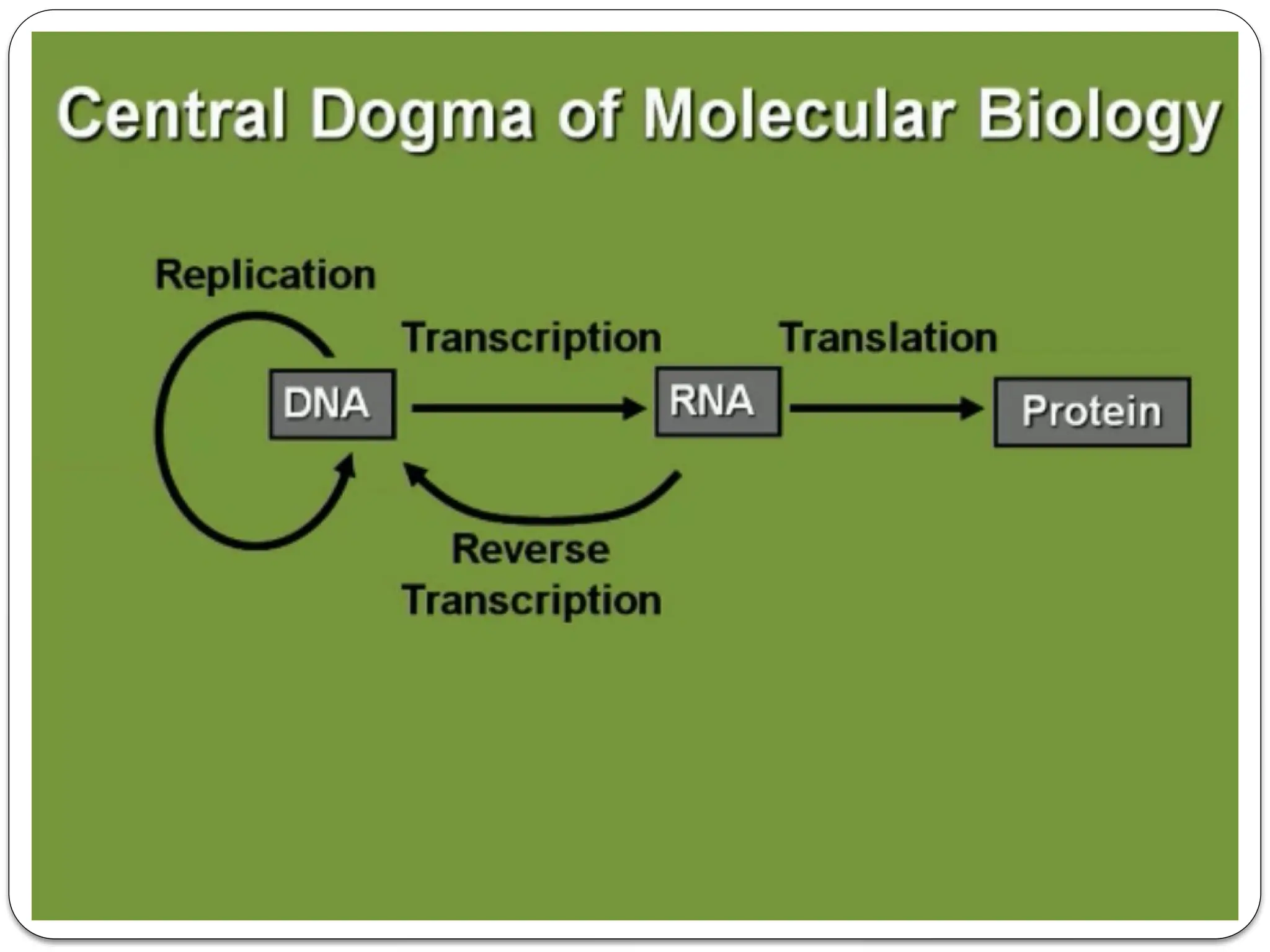 1 Nucleic Acid Structure And Organization Pptx