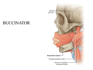 head and neck, head and neck head and neck | PPTX