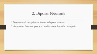 2. Bipolar Neurons
• Neurons with two poles are known as bipolar neurons.
• Axon arises from one pole and dendrites arise from the other pole.
 