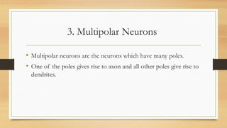 3. Multipolar Neurons
• Multipolar neurons are the neurons which have many poles.
• One of the poles gives rise to axon and all other poles give rise to
dendrites.
 