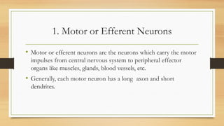 1. Motor or Efferent Neurons
• Motor or efferent neurons are the neurons which carry the motor
impulses from central nervous system to peripheral effector
organs like muscles, glands, blood vessels, etc.
• Generally, each motor neuron has a long axon and short
dendrites.
 