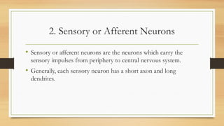 2. Sensory or Afferent Neurons
• Sensory or afferent neurons are the neurons which carry the
sensory impulses from periphery to central nervous system.
• Generally, each sensory neuron has a short axon and long
dendrites.
 