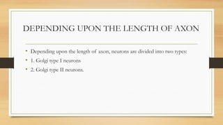 DEPENDING UPON THE LENGTH OF AXON
• Depending upon the length of axon, neurons are divided into two types:
• 1. Golgi type I neurons
• 2. Golgi type II neurons.
 