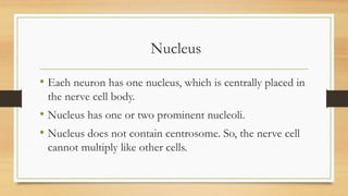 Nucleus
• Each neuron has one nucleus, which is centrally placed in
the nerve cell body.
• Nucleus has one or two prominent nucleoli.
• Nucleus does not contain centrosome. So, the nerve cell
cannot multiply like other cells.
 
