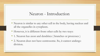 Neuron - Introduction
• Neuron is similar to any other cell in the body, having nucleus and
all the organelles in cytoplasm.
• However, it is different from other cells by two ways:
• 1. Neuron has axon and dendrites ( branches or processes )
• 2. Neuron does not have centrosome. So, it cannot undergo
division.
 
