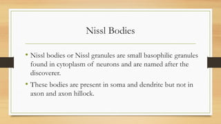 Nissl Bodies
• Nissl bodies or Nissl granules are small basophilic granules
found in cytoplasm of neurons and are named after the
discoverer.
• These bodies are present in soma and dendrite but not in
axon and axon hillock.
 