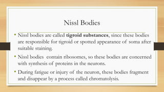 Nissl Bodies
• Nissl bodies are called tigroid substances, since these bodies
are responsible for tigroid or spotted appearance of soma after
suitable staining.
• Nissl bodies contain ribosomes, so these bodies are concerned
with synthesis of proteins in the neurons.
• During fatigue or injury of the neuron, these bodies fragment
and disappear by a process called chromatolysis.
 