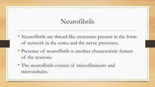 Neurofibrils
• Neurofibrils are thread-like structures present in the form
of network in the soma and the nerve processes.
• Presence of neurofibrils is another characteristic feature
of the neurons.
• The neurofibrils consist of microfilaments and
microtubules.
 