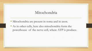 Mitochondria
• Mitochondria are present in soma and in axon.
• As in other cells, here also mitochondria form the
powerhouse of the nerve cell, where ATP is produce.
 