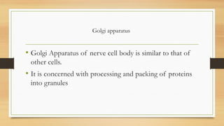 Golgi apparatus
• Golgi Apparatus of nerve cell body is similar to that of
other cells.
• It is concerned with processing and packing of proteins
into granules
 