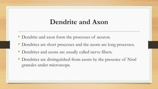 Dendrite and Axon
• Dendrite and axon form the processes of neuron.
• Dendrites are short processes and the axons are long processes.
• Dendrites and axons are usually called nerve fibers.
• Dendrites are distinguished from axons by the presence of Nissl
granules under microscope.
 