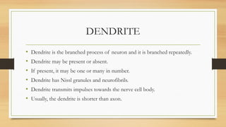DENDRITE
• Dendrite is the branched process of neuron and it is branched repeatedly.
• Dendrite may be present or absent.
• If present, it may be one or many in number.
• Dendrite has Nissl granules and neurofibrils.
• Dendrite transmits impulses towards the nerve cell body.
• Usually, the dendrite is shorter than axon.
 