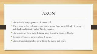 AXON
• Axon is the longer process of nerve cell.
• Each neuron has only one axon. Axon arises from axon hillock of the nerve
cell body and it is devoid of Nissl granules.
• Axon extends for a long distance away from the nerve cell body.
• Length of longest axon is about 1 meter.
• Axon transmits impulses away from the nerve cell body.
 