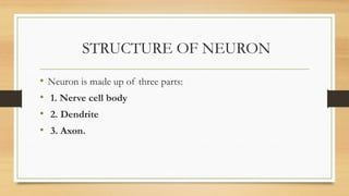 STRUCTURE OF NEURON
• Neuron is made up of three parts:
• 1. Nerve cell body
• 2. Dendrite
• 3. Axon.
 