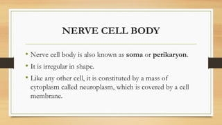 NERVE CELL BODY
• Nerve cell body is also known as soma or perikaryon.
• It is irregular in shape.
• Like any other cell, it is constituted by a mass of
cytoplasm called neuroplasm, which is covered by a cell
membrane.
 