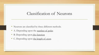 Classification of Neurons
• Neurons are classified by three different methods.
• A. Depending upon the number of poles
• B. Depending upon the function
• C. Depending upon the length of axon.
 