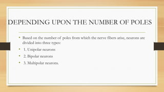 DEPENDING UPON THE NUMBER OF POLES
• Based on the number of poles from which the nerve fibers arise, neurons are
divided into three types:
• 1. Unipolar neurons
• 2. Bipolar neurons
• 3. Multipolar neurons.
 