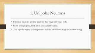 1. Unipolar Neurons
• Unipolar neurons are the neurons that have only one pole.
• From a single pole, both axon and dendrite arise.
• This type of nerve cells is present only in embryonic stage in human beings.
 
