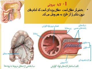 فصل-دوم- علوم -سال-دهم -گوارش-و-جذب-مواد 1.pptx