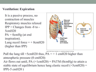 Pa Using Respiration Respiratory Respiratory system - Physiology.ppt