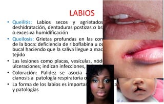 1._CAVIDAD_BUCAL_GLÁNDULAS_SALIVALES_Y_ESÓFAGO[1].pdf