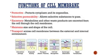 Support Function Cell STRUCTURE AND FUNCTION OF CELL PART 1.pptx