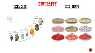 STRUCTURE AND FUNCTION OF CELL PART 1.pptx