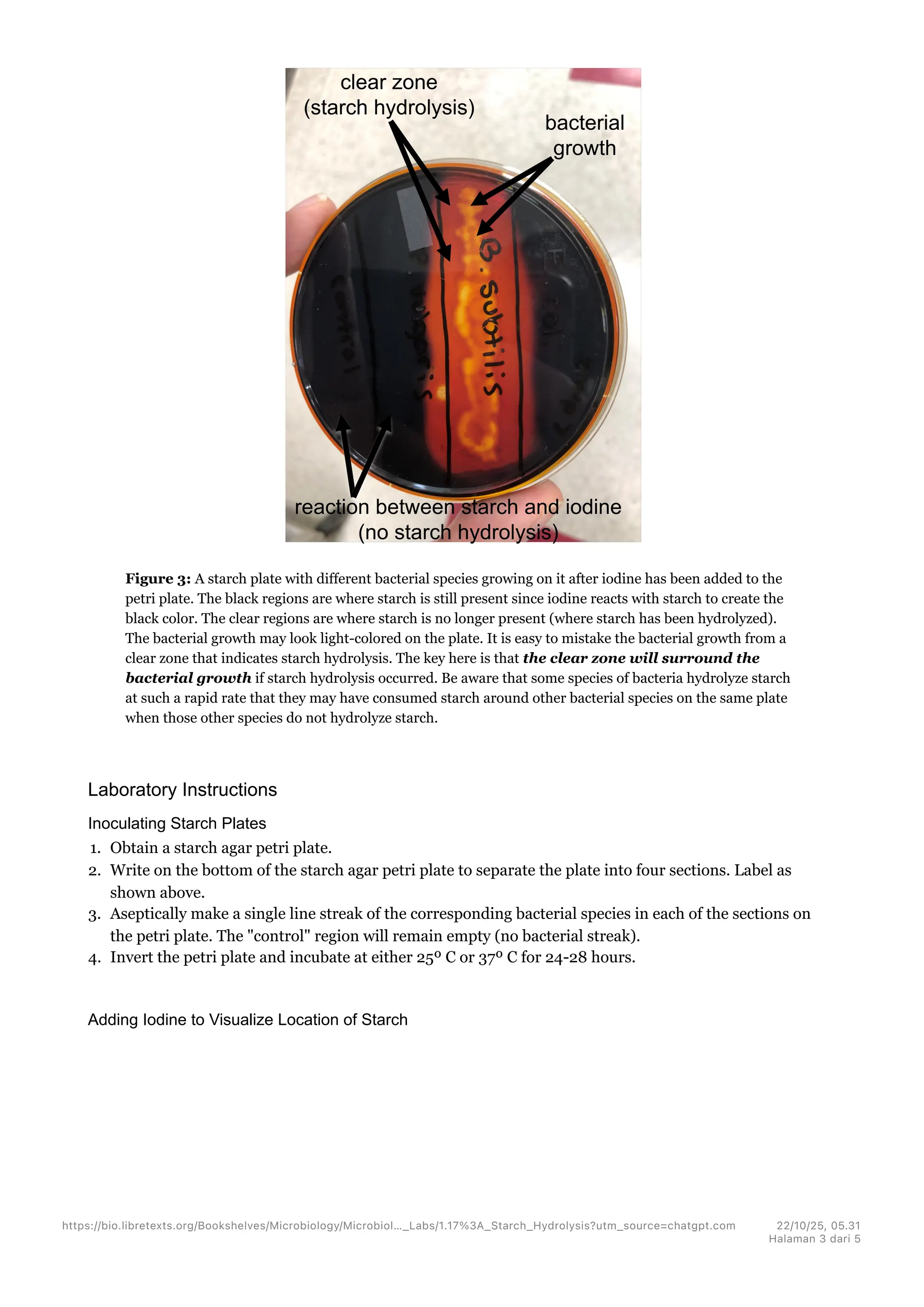 1.17- Starch Hydrolysis - Biology LibreTexts.pdf