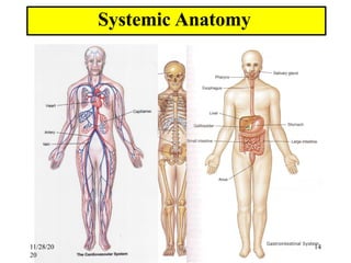 Body Terminologies 1. Human Body and Anatomical Terminologies.pdf