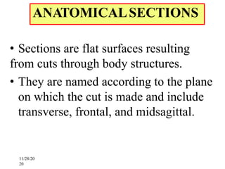 1. Human Body and Anatomical Terminologies.pdf