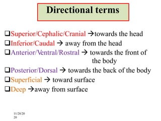 1. Human Body and Anatomical Terminologies.pdf
