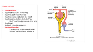 1.Renal handling of drugs.pptx pharmacology | PPTX