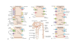 1.Renal handling of drugs.pptx pharmacology | PPTX
