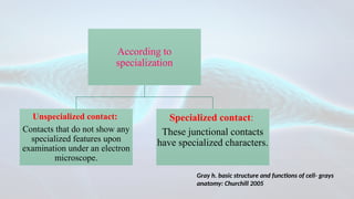 CELL JUNCTIONS in oral cavity seminar for education | PPTX