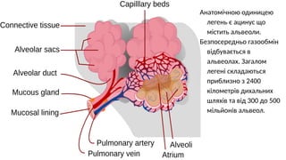 Pulmonary CT intro in anatomy and basic scanning.pptx