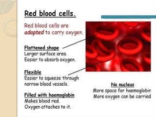 1. Blood and its components.pptx anatomy | PPTX