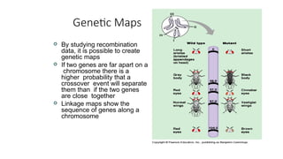 1.AGR 251-Plant Genetics-Chromosomal Basis of inheritence.ppt