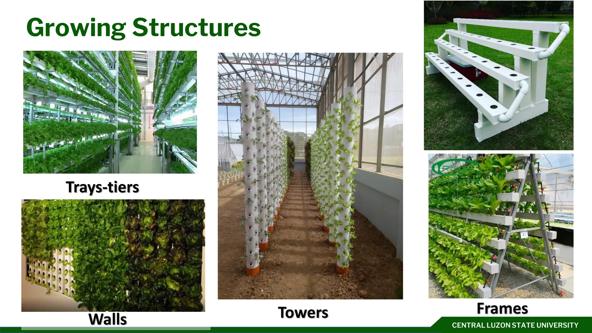 CENTRAL LUZON STATE UNIVERSITY
Growing Structures
Towers
Trays-tiers
Walls
Frames
 
