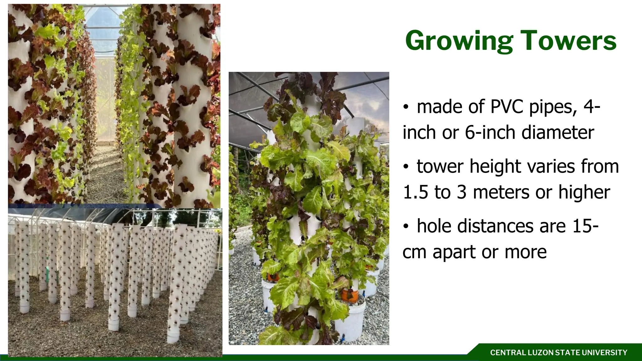 CENTRAL LUZON STATE UNIVERSITY
Growing Towers
Click to add text
• made of PVC pipes, 4-
inch or 6-inch diameter
• tower height varies from
1.5 to 3 meters or higher
• hole distances are 15-
cm apart or more
 