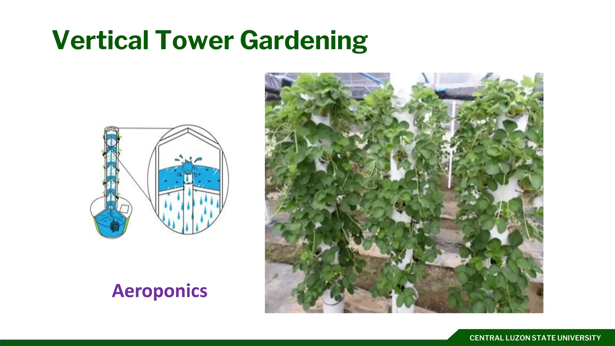 CENTRAL LUZON STATE UNIVERSITY
Vertical Tower Gardening
Aeroponics
 