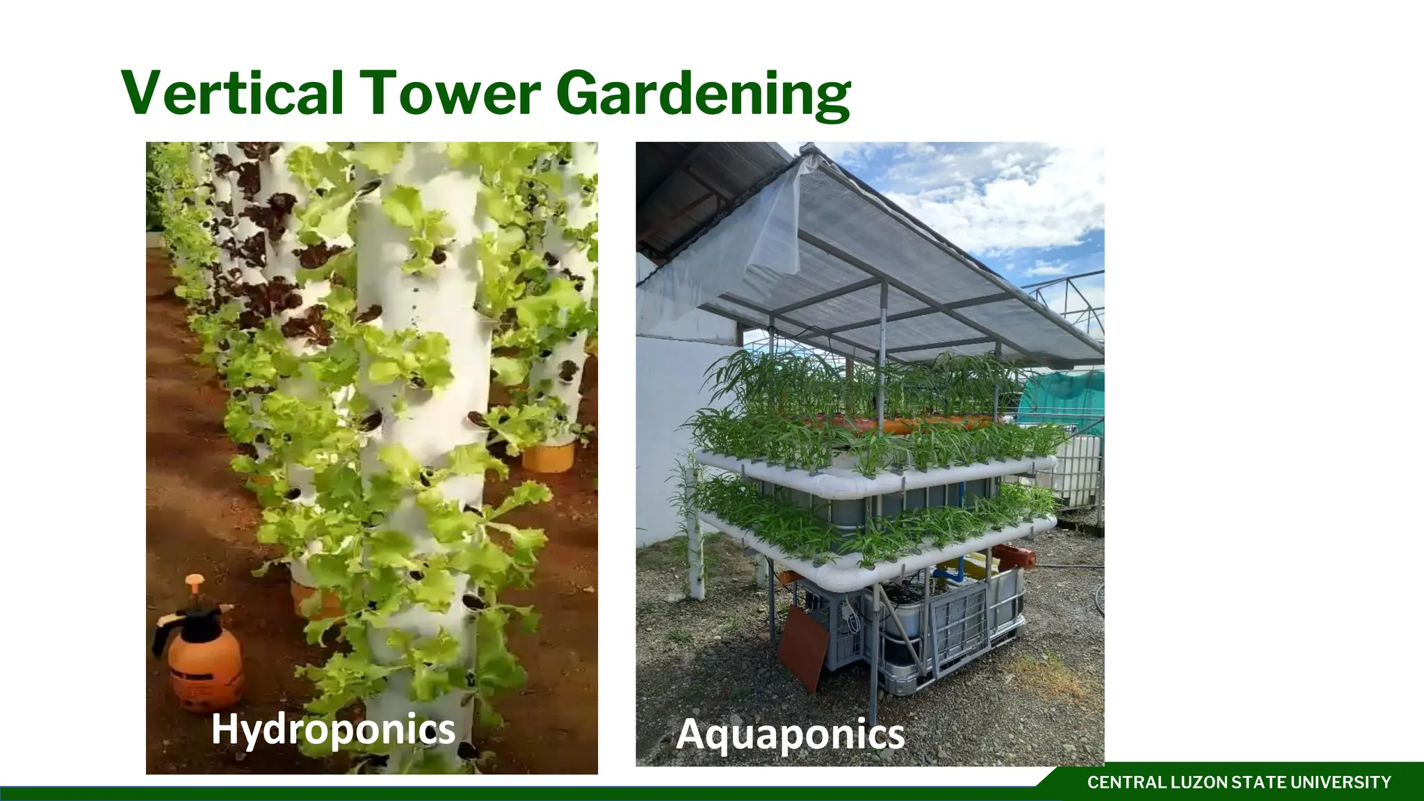 CENTRAL LUZON STATE UNIVERSITY
Vertical Tower Gardening
Hydroponics Aquaponics
 