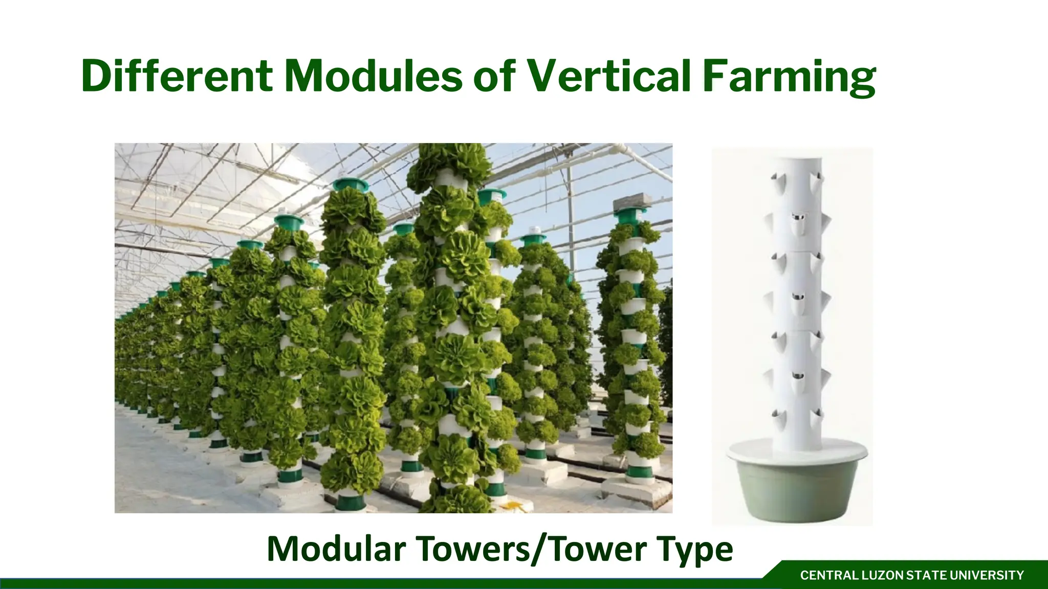 CENTRAL LUZON STATE UNIVERSITY
Different Modules of Vertical Farming
Modular Towers/Tower Type
 
