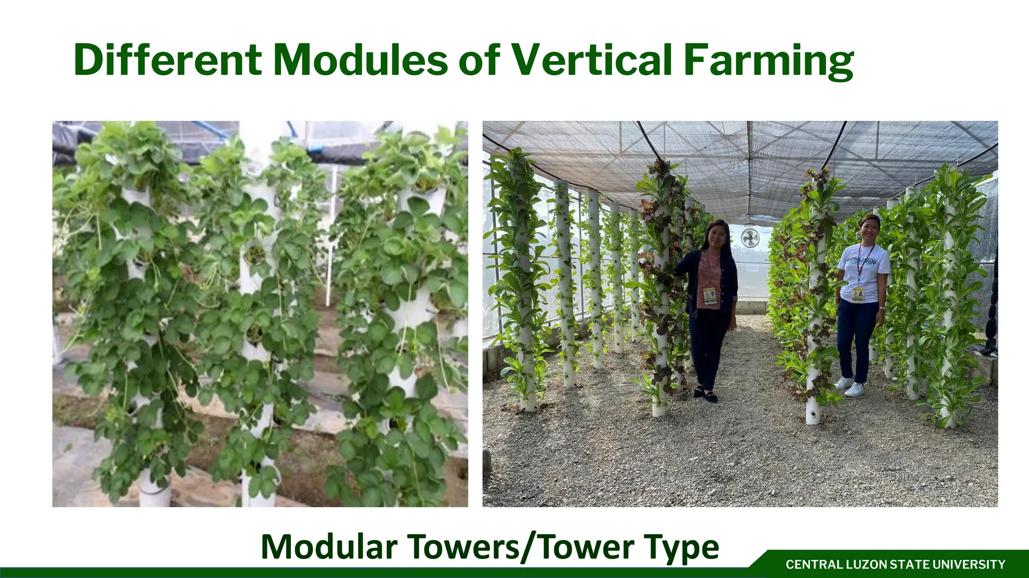 CENTRAL LUZON STATE UNIVERSITY
Different Modules of Vertical Farming
Modular Towers/Tower Type
 