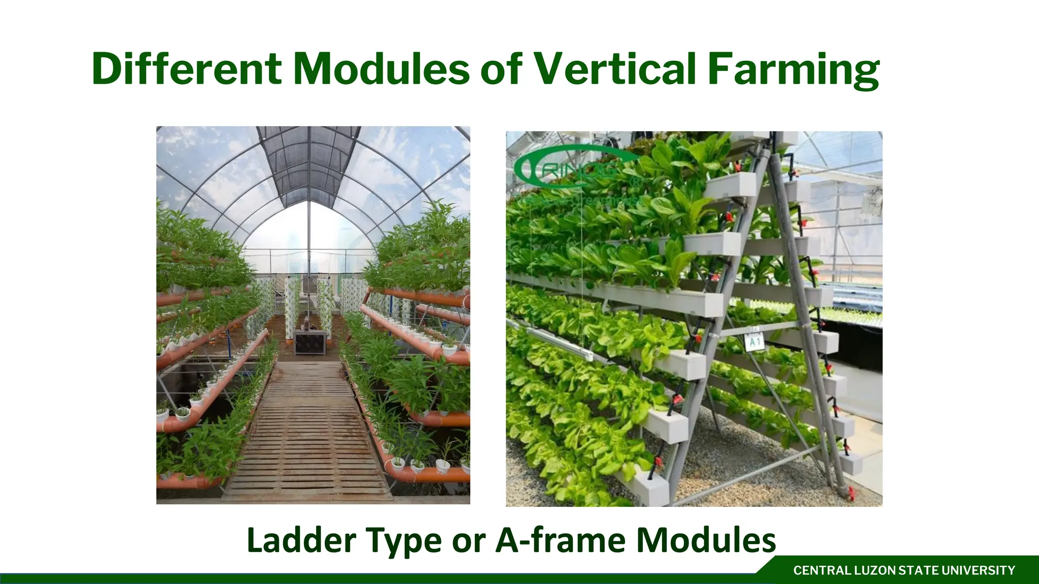CENTRAL LUZON STATE UNIVERSITY
Different Modules of Vertical Farming
Ladder Type or A-frame Modules
 