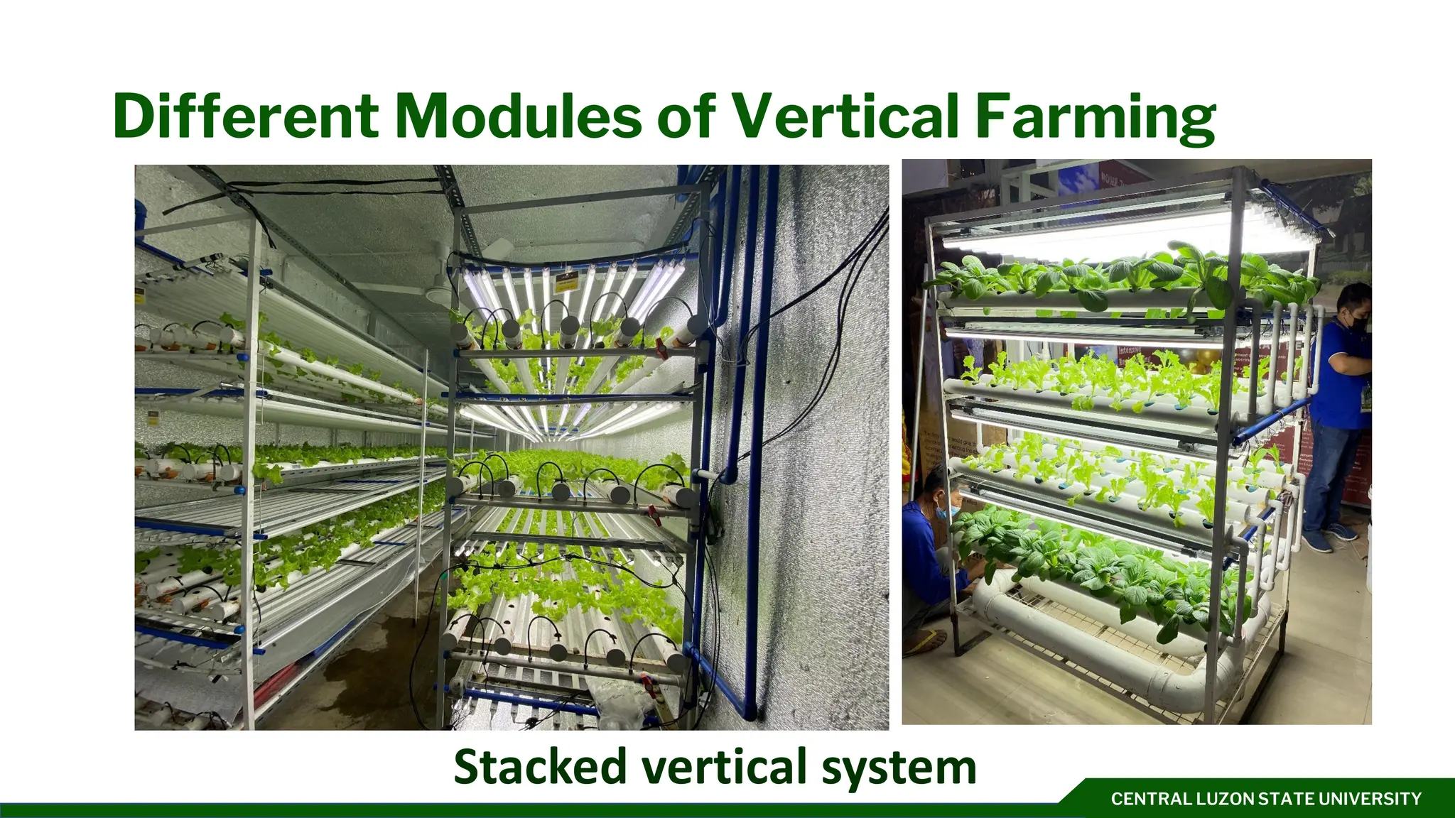 CENTRAL LUZON STATE UNIVERSITY
Different Modules of Vertical Farming
Stacked vertical system
 