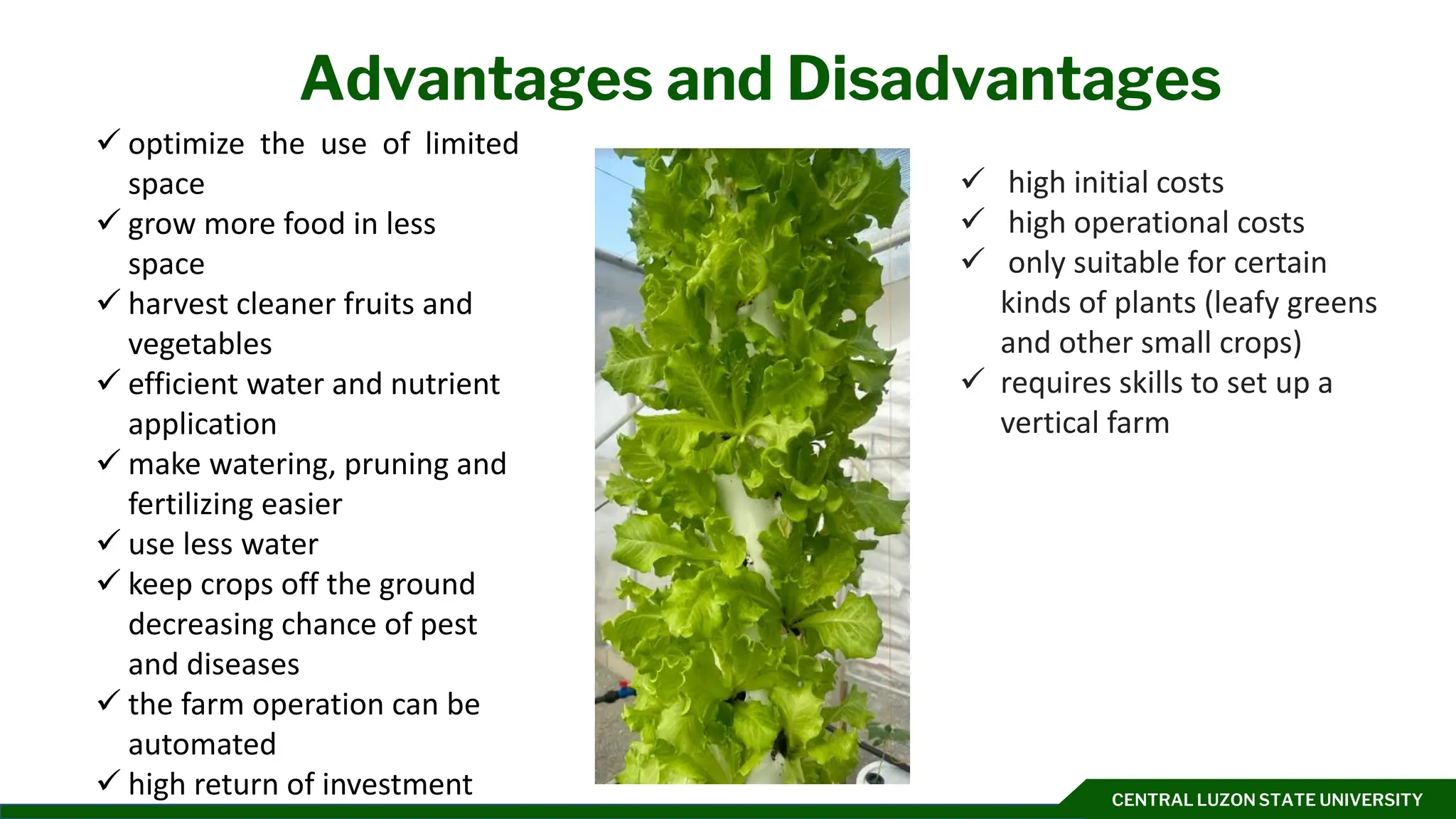 CENTRAL LUZON STATE UNIVERSITY
Advantages and Disadvantages
✓ high initial costs
✓ high operational costs
✓ only suitable for certain
kinds of plants (leafy greens
and other small crops)
✓ requires skills to set up a
vertical farm
✓ optimize the use of limited
space
✓ grow more food in less
space
✓ harvest cleaner fruits and
vegetables
✓ efficient water and nutrient
application
✓ make watering, pruning and
fertilizing easier
✓ use less water
✓ keep crops off the ground
decreasing chance of pest
and diseases
✓ the farm operation can be
automated
✓ high return of investment
 